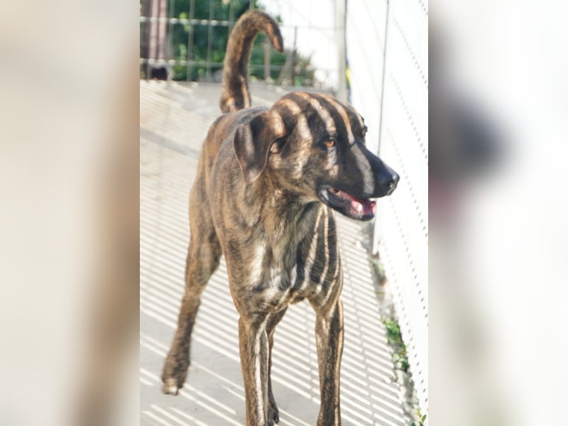 Orione - zum Sterben ausgesetzt