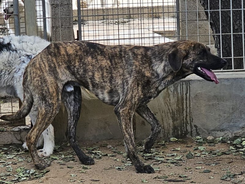 Orione - zum Sterben ausgesetzt