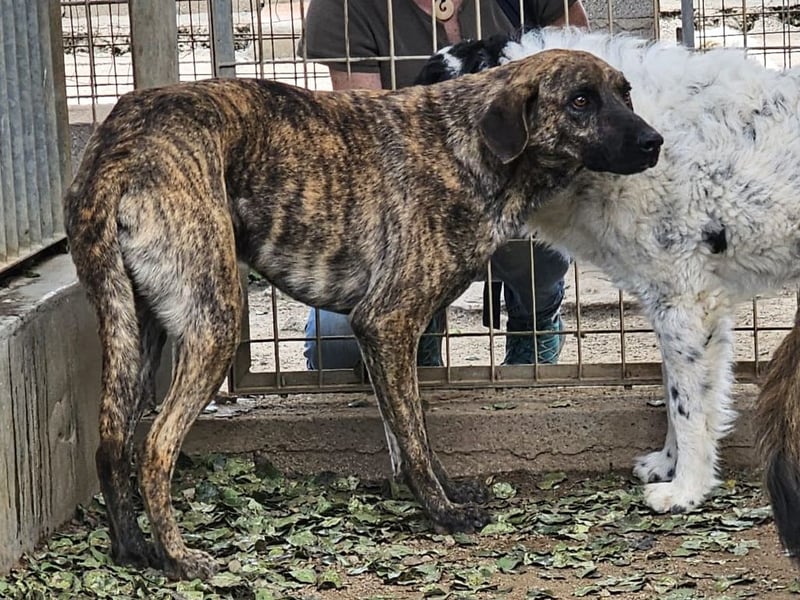 Orione - zum Sterben ausgesetzt