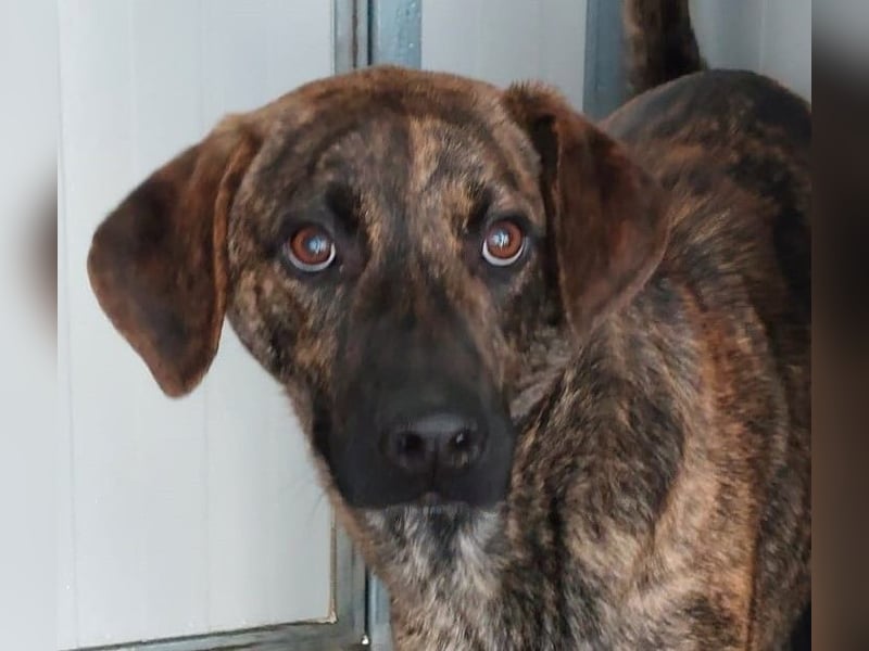 Orione - zum Sterben ausgesetzt