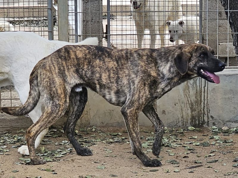 Orione - zum Sterben ausgesetzt