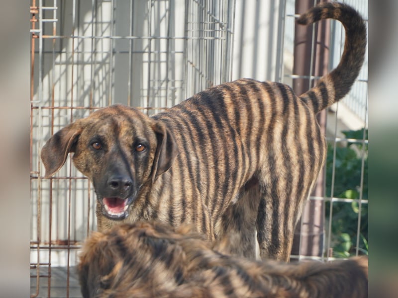 Orione - zum Sterben ausgesetzt