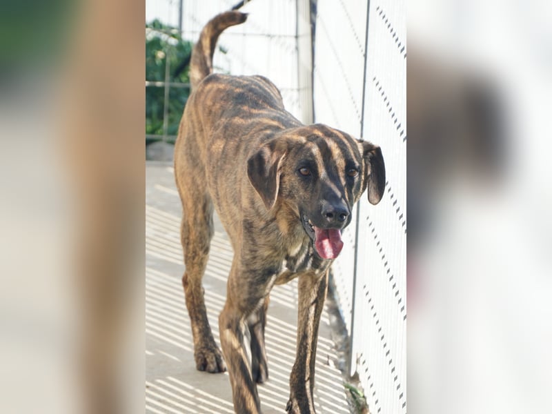 Orione - zum Sterben ausgesetzt