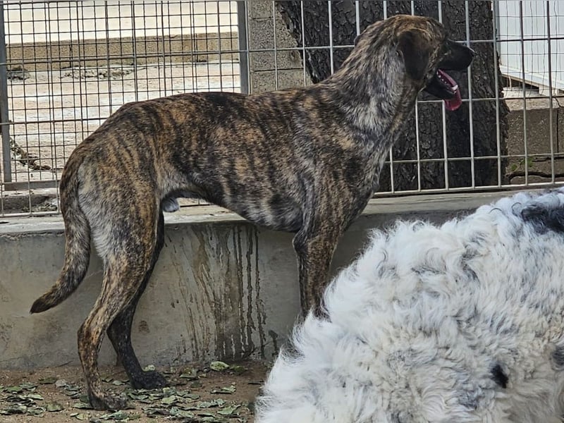 Orione - zum Sterben ausgesetzt