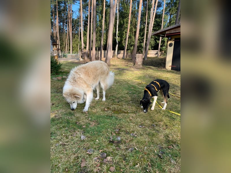 Zero: was für ein toller Junghund