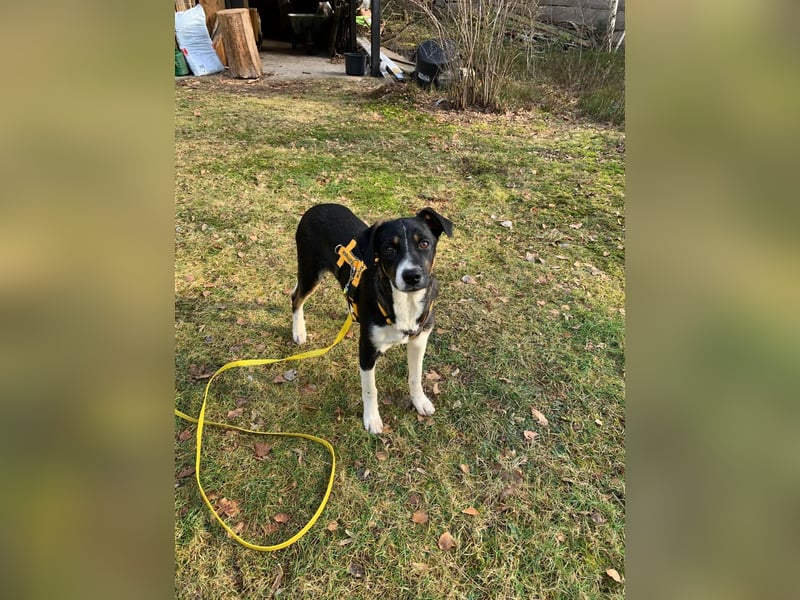 Zero: was für ein toller Junghund