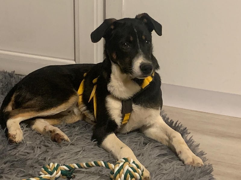 Zero: was für ein toller Junghund