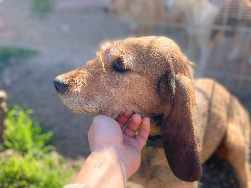 Bella - wer schenkt der schüchternen Hündin ein Zuhause