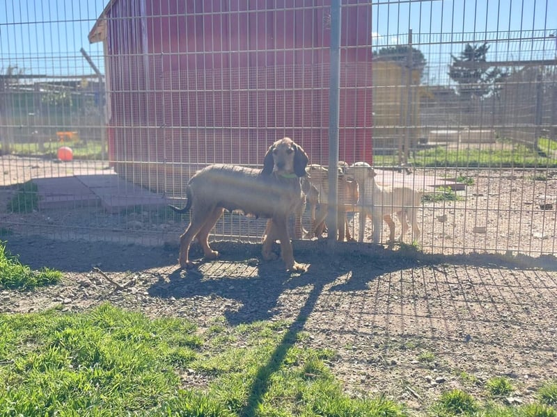 Bella - wer schenkt der schüchternen Hündin ein Zuhause
