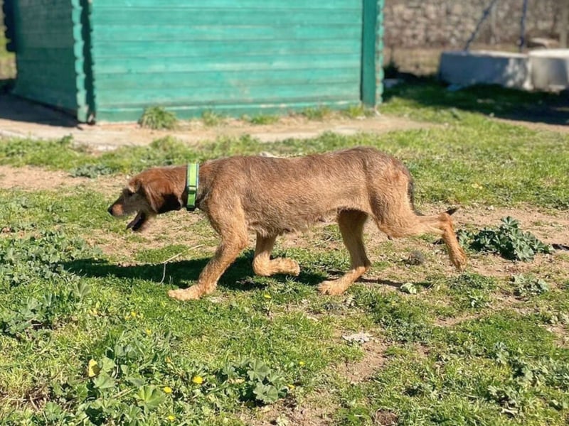 Bella - wer schenkt der schüchternen Hündin ein Zuhause