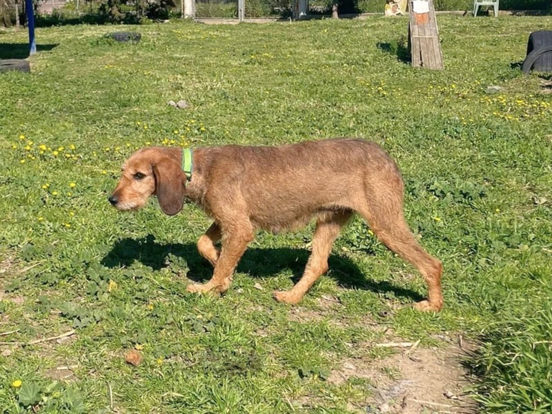 Bella - wer schenkt der schüchternen Hündin ein Zuhause