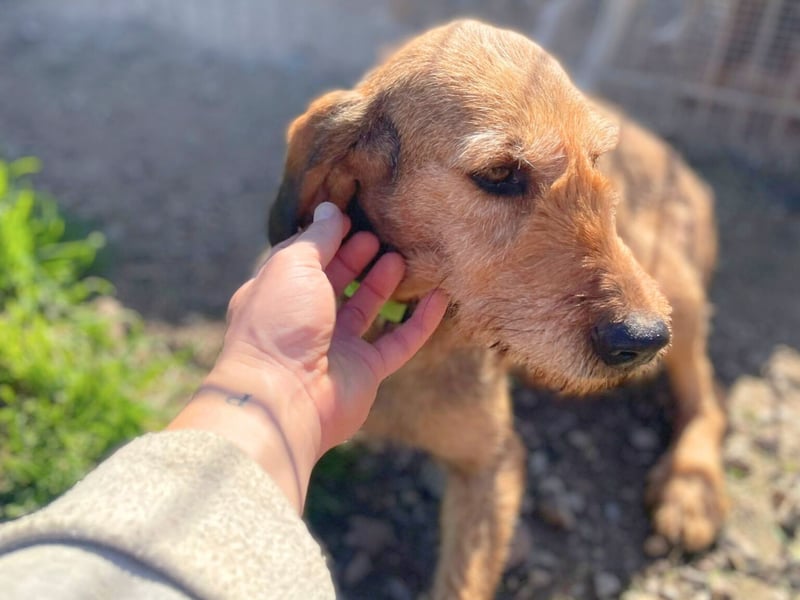 Bella - wer schenkt der schüchternen Hündin ein Zuhause