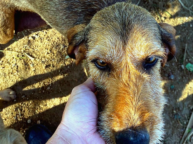 Bella wer schenkt der schüchternen Hündin ein Zuhause