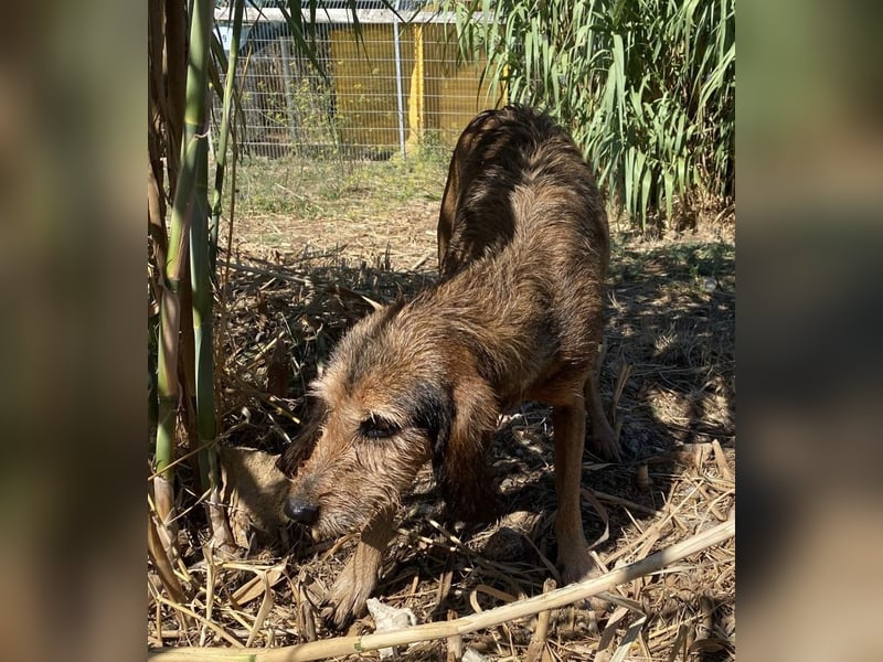 Bella - wer schenkt der schüchternen Hündin ein Zuhause