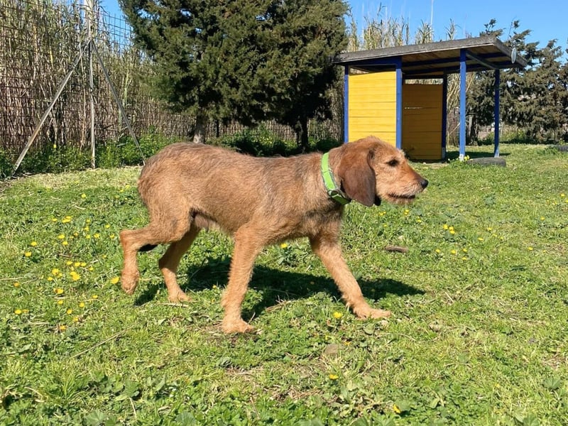 Bella - wer schenkt der schüchternen Hündin ein Zuhause