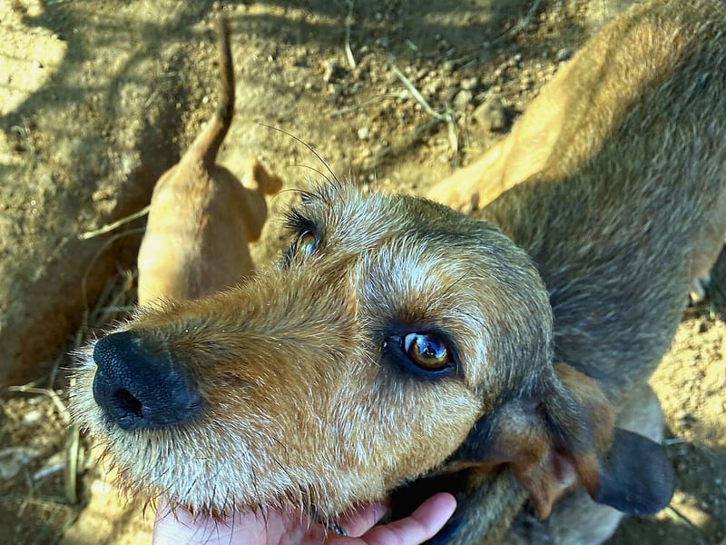 Bella wer schenkt der schüchternen Hündin ein Zuhause