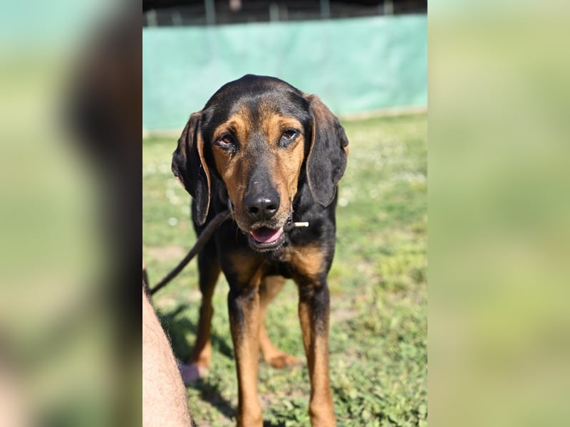 Holly - (Dringend Pflegestelle oder Zuhause gesucht) und irgendwann ....