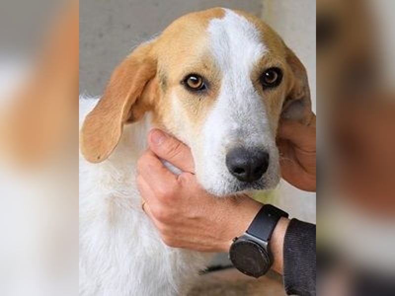 Anicho - wie wär's mit einem happy Happy End?