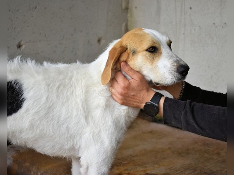 Anicho - wie wär's mit einem happy Happy End?