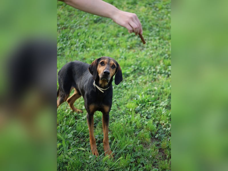 Holly - (Dringend Pflegestelle oder Zuhause gesucht) und irgendwann ....