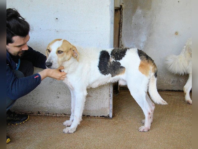 Anicho - wie wär's mit einem happy Happy End?