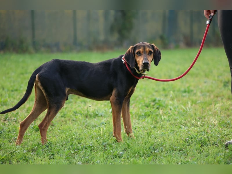Holly - und irgendwann war er einfach nicht mehr gebraucht