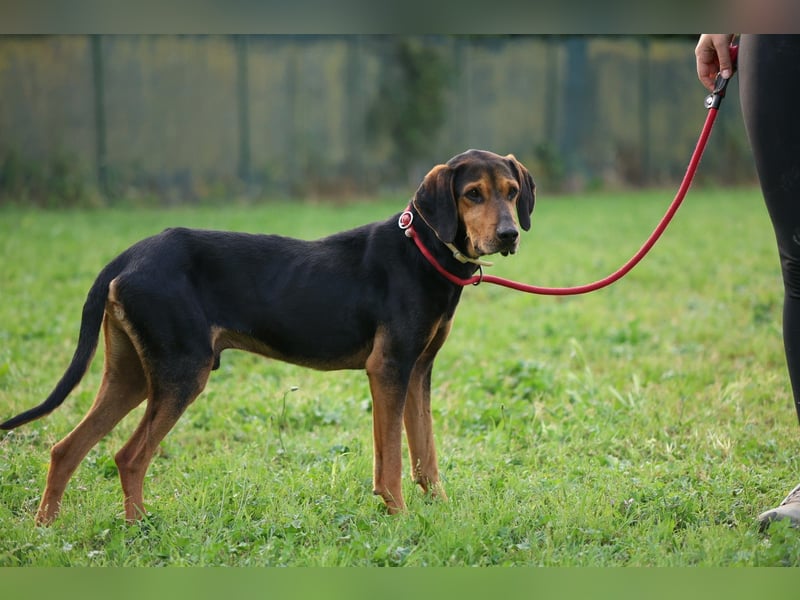 Holly - (Dringend Pflegestelle oder Zuhause gesucht) und irgendwann ....