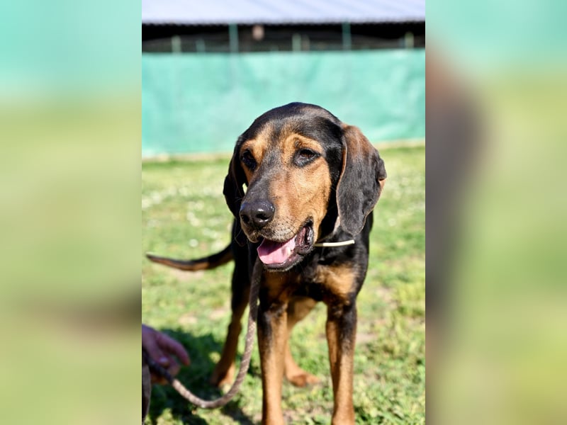 Holly - (Dringend Pflegestelle oder Zuhause gesucht) und irgendwann ....