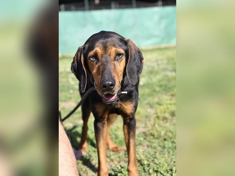 Holly - und irgendwann war er einfach nicht mehr gebraucht