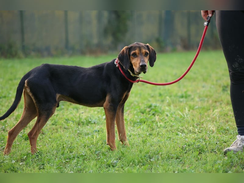 Holly - (Dringend Pflegestelle oder Zuhause gesucht) und irgendwann ....
