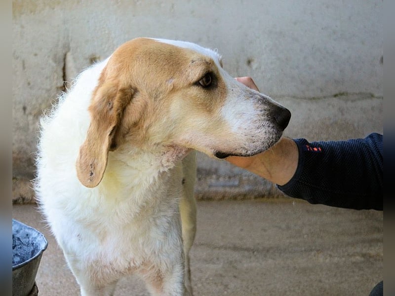 Anicho - wie wär's mit einem happy Happy End?
