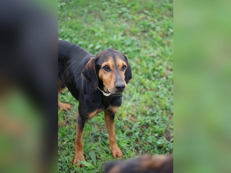 Holly - (Dringend Pflegestelle oder Zuhause gesucht) und irgendwann ....