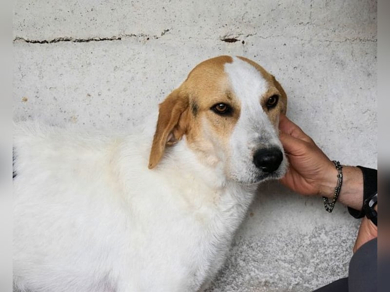 Anicho - wie wär's mit einem happy Happy End?