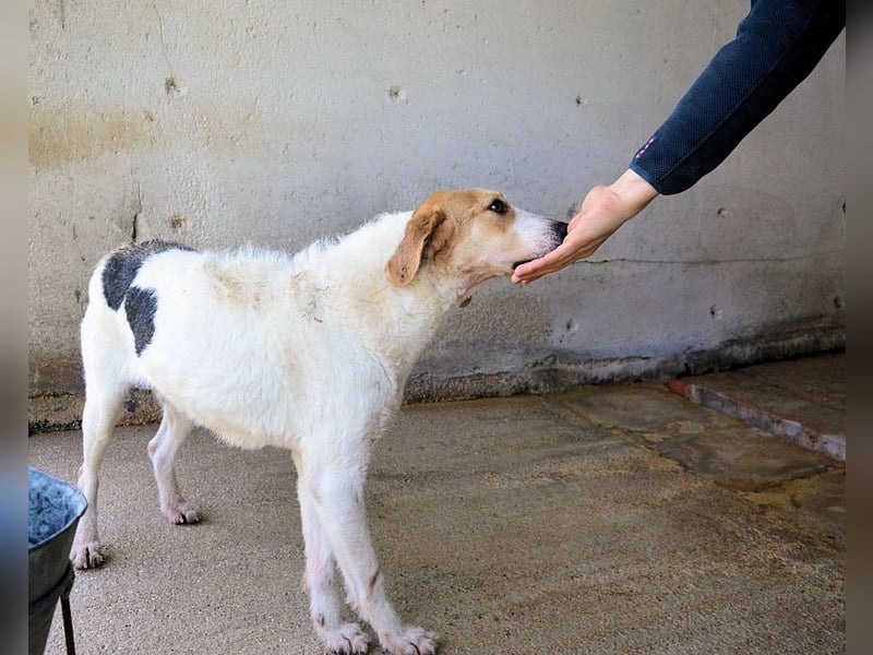 Anicho - wie wär's mit einem happy Happy End?