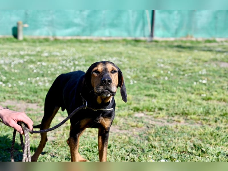 Holly - (Dringend Pflegestelle oder Zuhause gesucht) und irgendwann ....