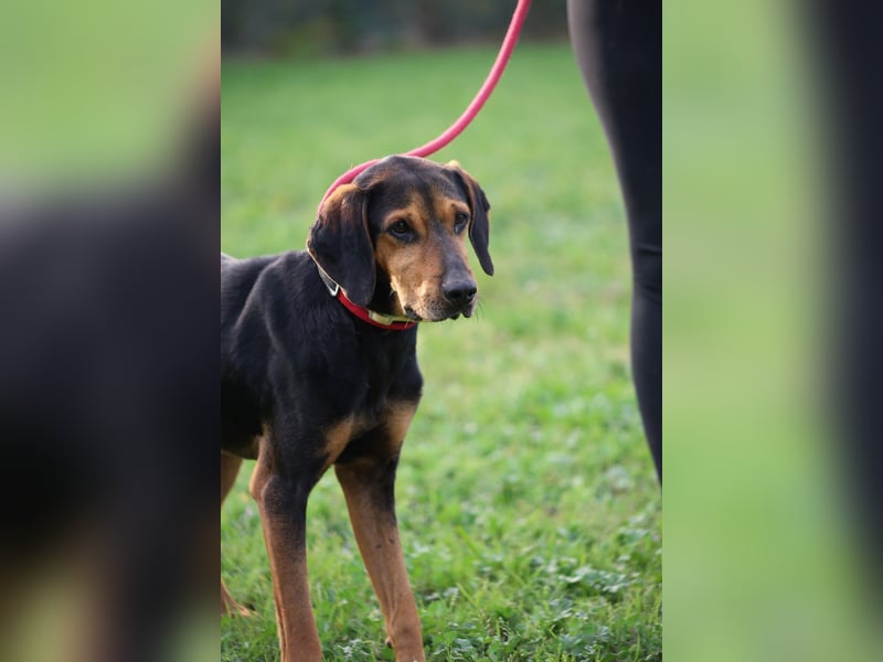 Holly - (Dringend Pflegestelle oder Zuhause gesucht) und irgendwann ....