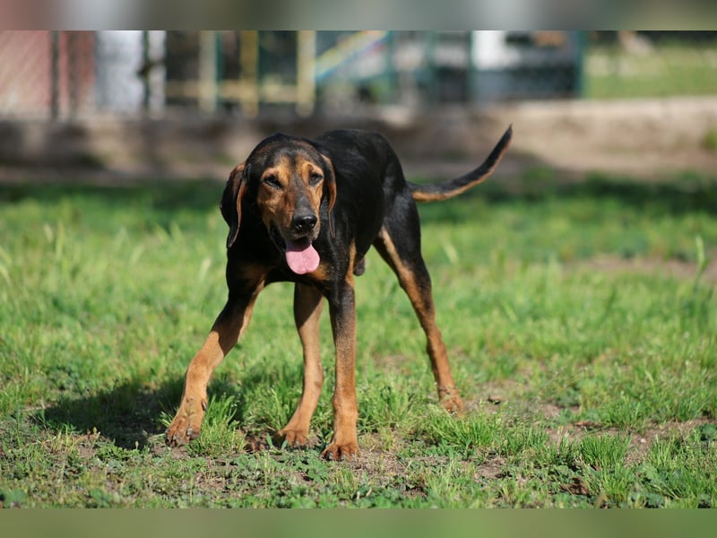 Holly - (Dringend Pflegestelle oder Zuhause gesucht) und irgendwann ....