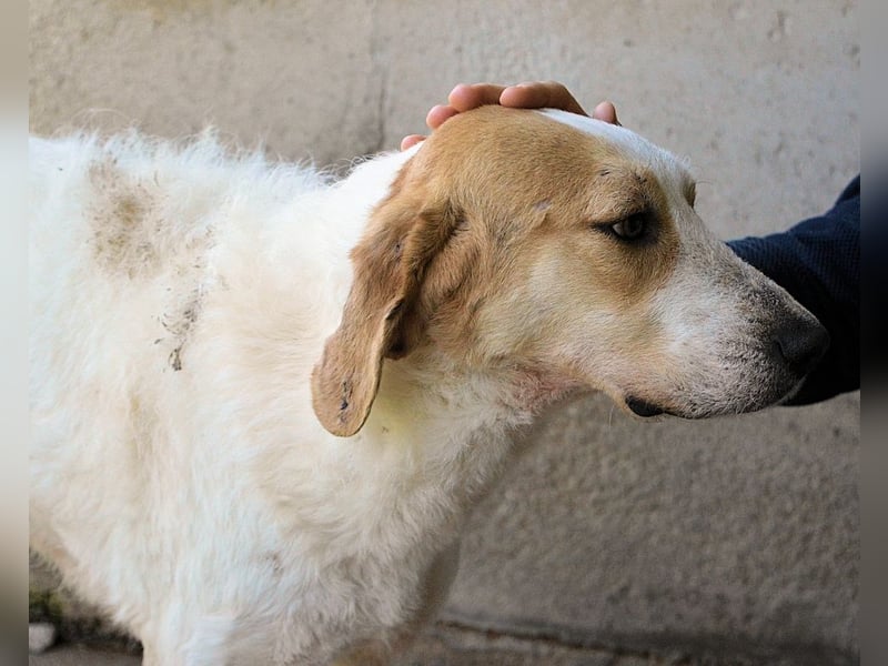 Anicho - wie wär's mit einem happy Happy End?