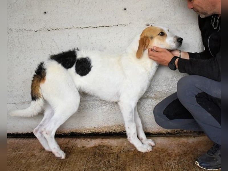Anicho - wie wär's mit einem happy Happy End?
