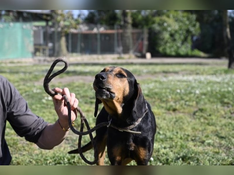 Holly - und irgendwann war er einfach nicht mehr gebraucht