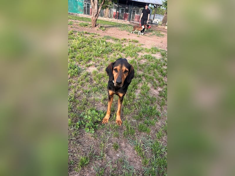 Holly - (Dringend Pflegestelle oder Zuhause gesucht) und irgendwann ....