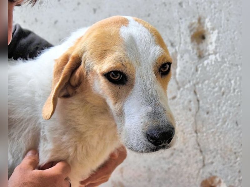 Anicho - wie wär's mit einem happy Happy End?