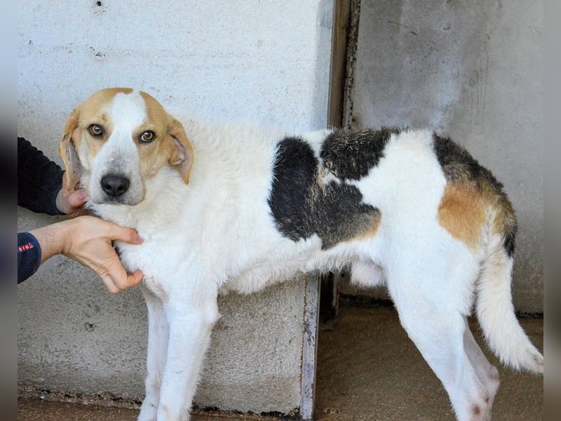 Anicho - wie wär's mit einem happy Happy End?