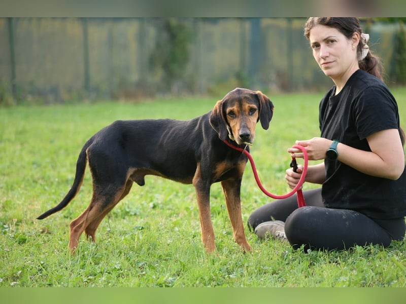 Holly - (Dringend Pflegestelle oder Zuhause gesucht) und irgendwann ....