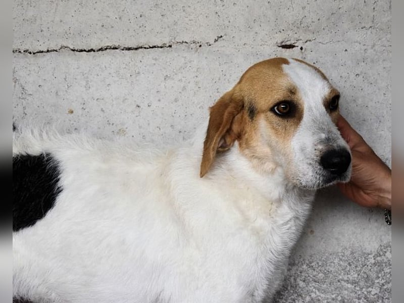 Anicho - wie wär's mit einem happy Happy End?
