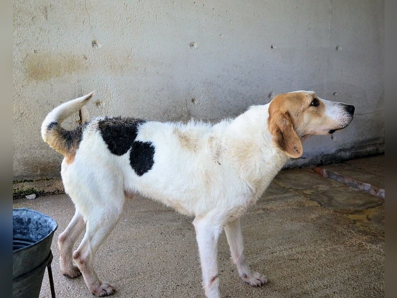 Anicho - wie wär's mit einem happy Happy End?