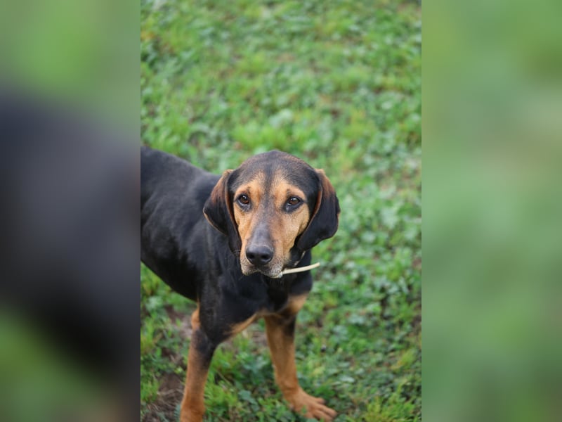 Holly - (Dringend Pflegestelle oder Zuhause gesucht) und irgendwann ....