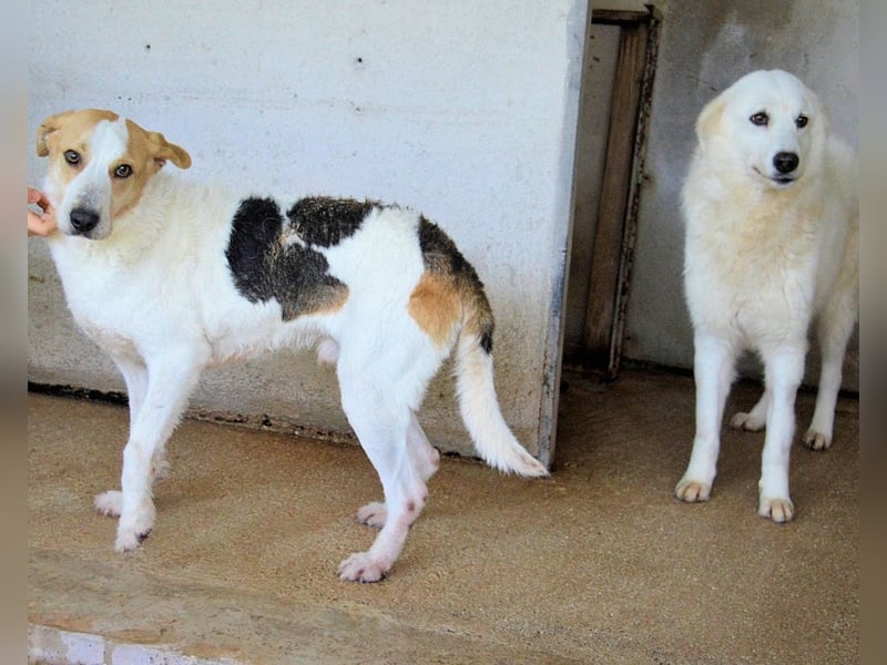 Anicho - wie wär's mit einem happy Happy End?