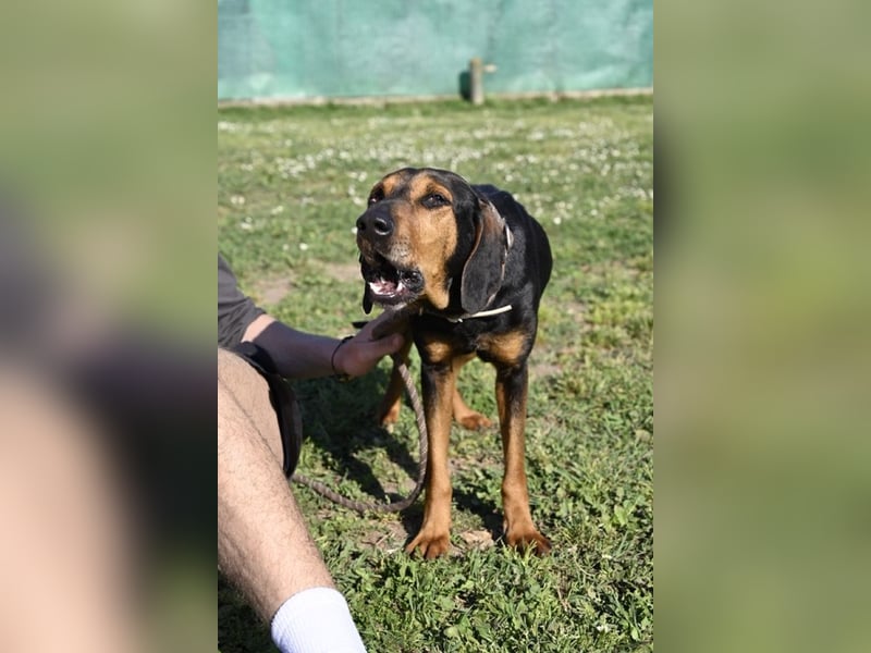 Holly - und irgendwann war er einfach nicht mehr gebraucht