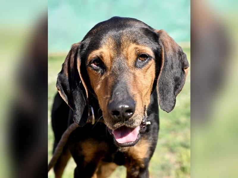 Holly - (Dringend Pflegestelle oder Zuhause gesucht) und irgendwann ....